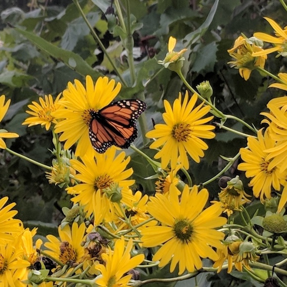 Meet the Posher! - Picture 6 of 6